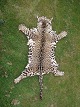 Jaguar Skins
mit
CITES-
Bescheinigung