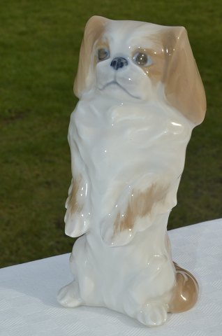 Royal Copenhagen Figur Pekingese  1776