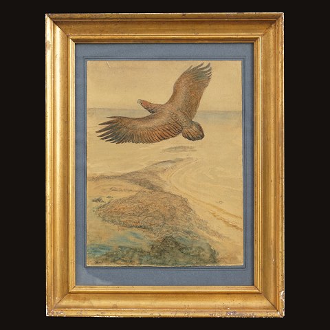 Johannes Larsen, kongeørn. Johannes Larsen, 
1867-1961, tegning og akvarel. Signeret og dateret 
1927. Lysmål: 32x25cm. Med ramme: 47x37cm