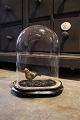 K&Co. presents: 
Decorative, 
old oval French 
glass Dome / 
Globe on black 
wooden base 
for display. 
Total H: 
30cm...