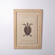 Osted Antik & Design präsentiert: Druck mit Schildkrötenmotiv im Rahmen aus den 1980er Jahren