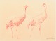 main